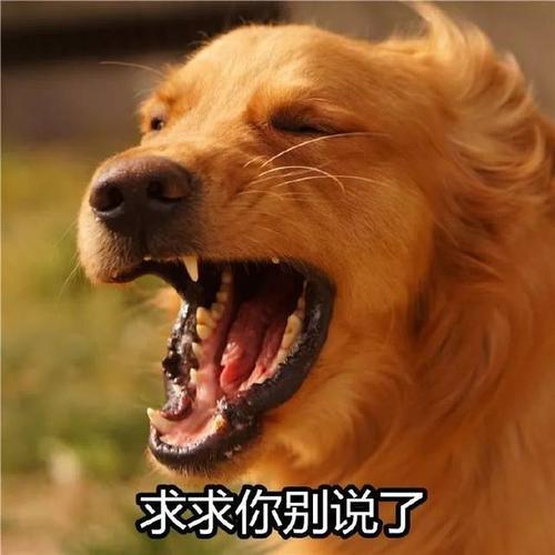 金毛犬应该怎么养才好，金毛犬要怎么养（再三劝告：想把金毛犬养好）