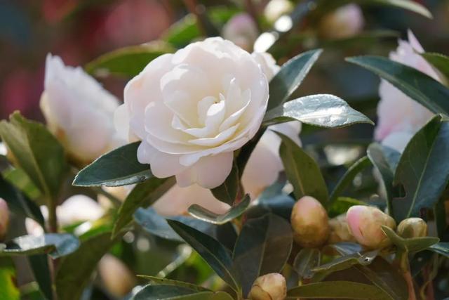 大理市春季赏花去哪里，大理开花季节（春之大理，与茶花“约会”）