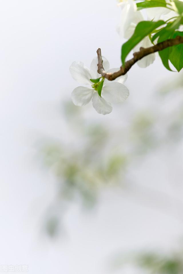 唯美清新图片,唯美文艺的图片(2022唯美禅意图片)