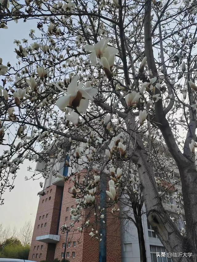 白玉兰的花语是什么，白玉簪枝头，无虑也无愁