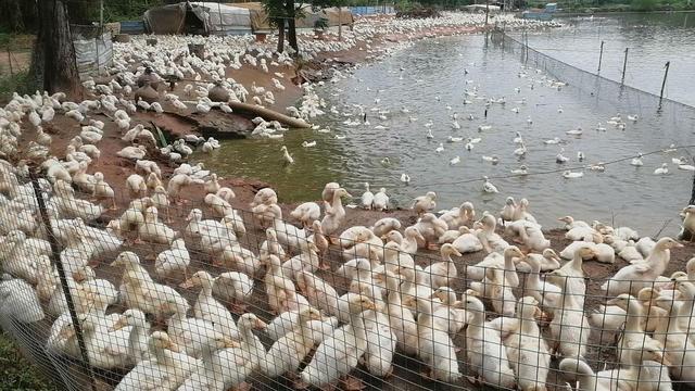 正规的养鸭合作公司，养鸭子赚钱吗（新手养鸭必读）