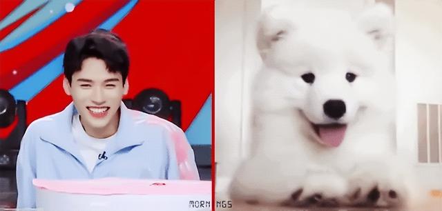 犬系男友和猫系男友有什么区别，什么是猫系男友什么是犬系男友（娱乐圈动物系男明星当道）