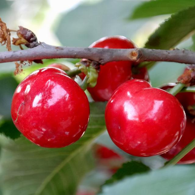 樱桃树的特点，樱桃树的特点描写（矮化1-2年的罗亚明车厘子树苗）