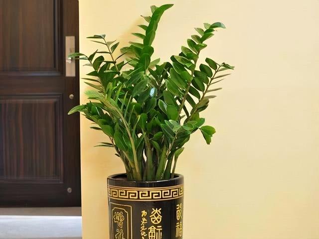 金丝吊蝴蝶花语是什么，金丝吊蝴蝶的花语（家里一放“转运气”）