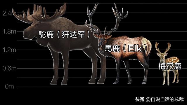 鹿血酒多少钱一瓶，鹿血酒一瓶500ml要多少钱（这是人们认为它是仙兽真正的原因）