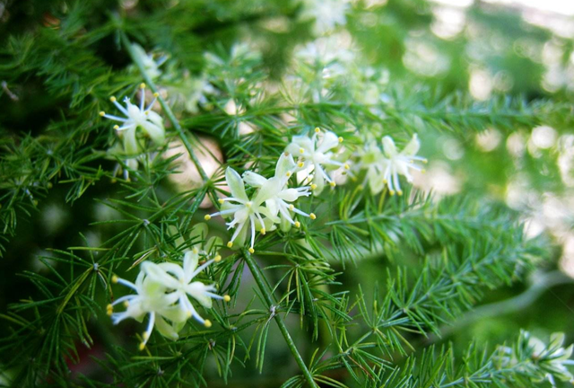 发财树开花的寓意是什么，发财树开花的寓意是什么意思（5种“富贵花”）