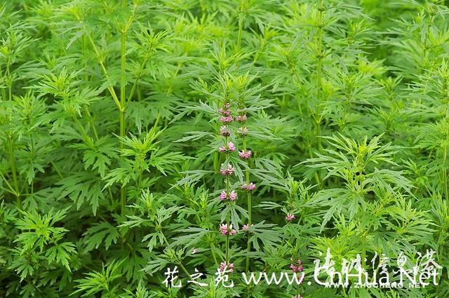 七星草的功效与作用，七星草的功效与作用（七星草都能治什么病）