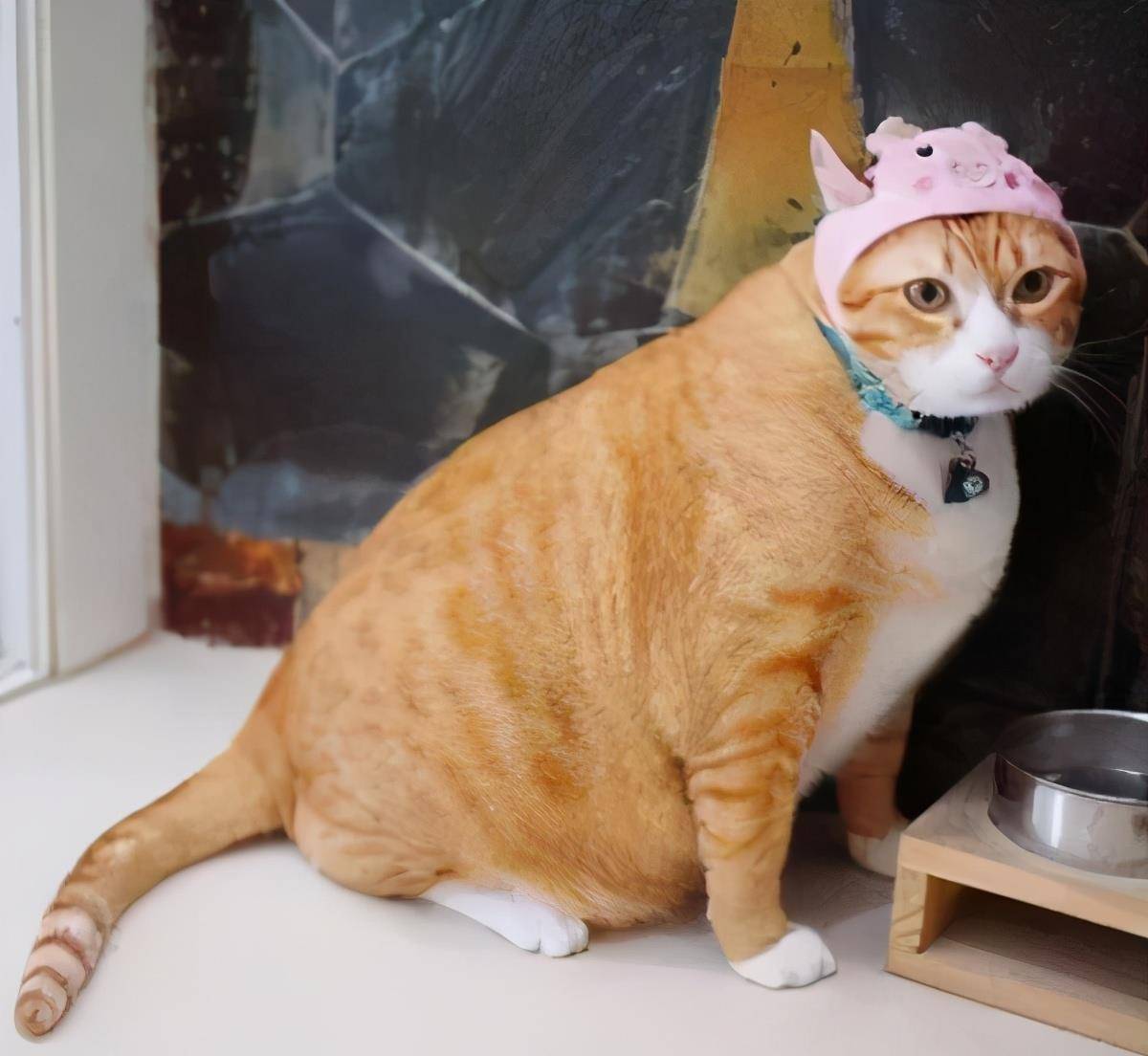 大型猫品种(中国十大禁养猫)