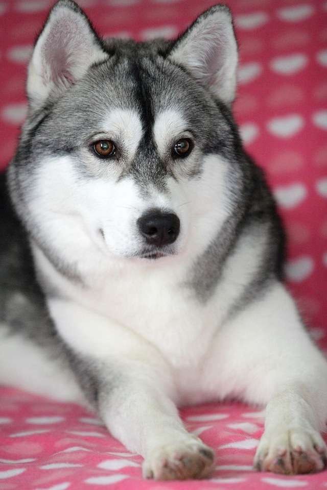 串串狗智商排名第几(串串狗在许多方面) - 营销号