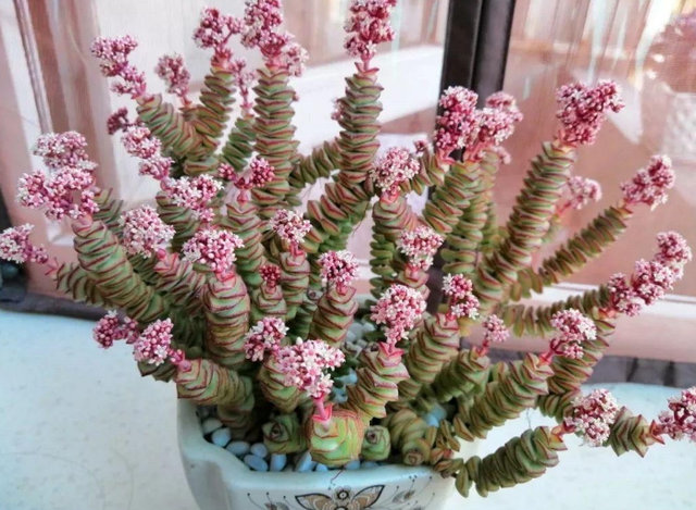 钱串多肉的养护方法，多肉钱串夏天怎么养护（冬天盆栽多肉植物钱串）