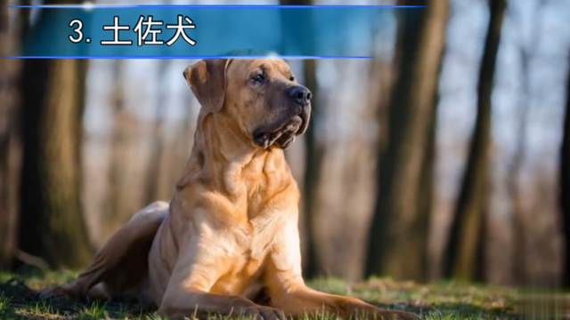 罗威纳犬打架，被称为“犬中四煞”（罗威纳犬打架厉害吗）