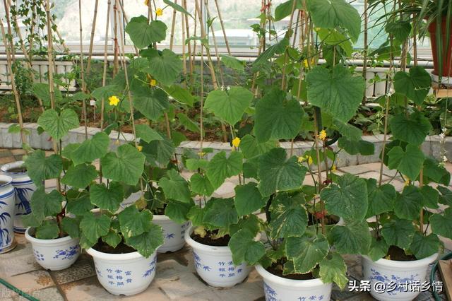 阳台上种花种菜非常实用，阳台、泡沫箱、花盆最适合种植这些蔬菜