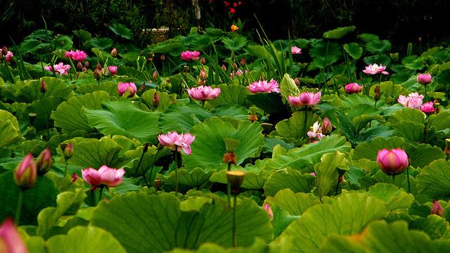 优美散文诗歌精选，优美的诗歌散文节选（来自塔里木《塔河文苑》的诗歌散文十篇）