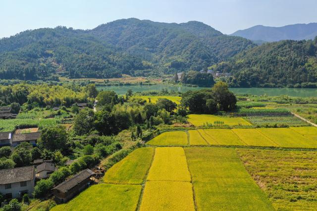 老鼠最怕什么气味，老鼠怕什么（老鼠怕什么东西）