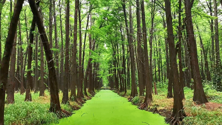 扬州一日游，扬州一日游攻略自助游（一个周末去趟高邮）