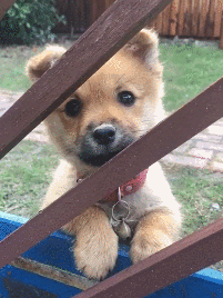 最安静的狗排行，适合家养的安静的狗狗（推荐7种很“通人性”的狗狗）