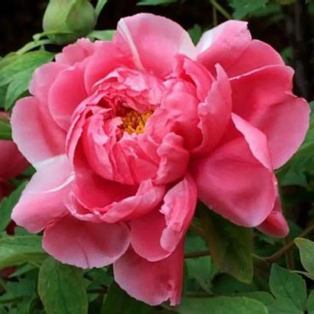 牡丹有哪些品种，牡丹有哪些品种(要名称)（精美绝伦的牡丹花十大品种图片欣赏）