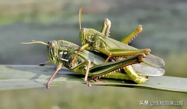 蚂蚱几条腿，蚂蚱几条腿打三个数字（这几种蚂蚱，小时候你抓过几种）