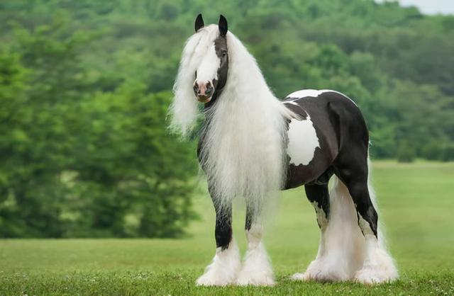 马的种类及图片和介绍,马的种类及图片大全(盘点全球八大马匹)