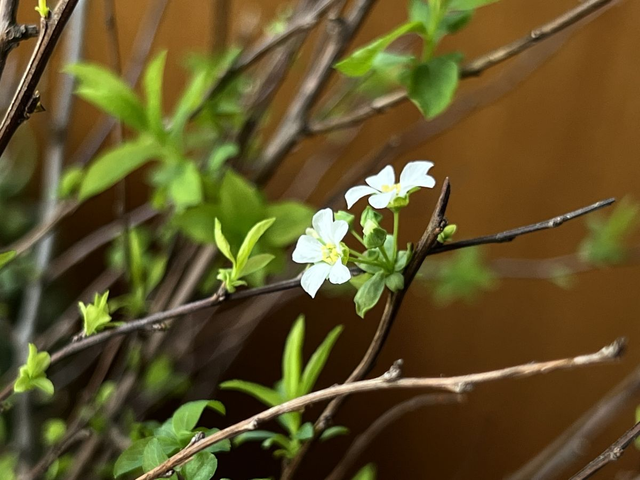 雪柳的寓意，雪柳的寓意文案（一个星期枝条爆满绿芽）