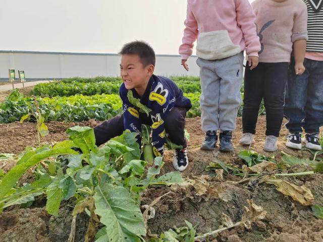 一年级小故事简短，一年级的简短小故事（劳动教育欢乐多——东风小学一年级一班拔萝卜劳动实践活动纪实）