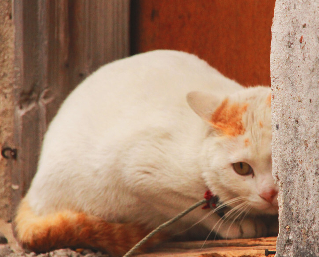 猫咪非常害怕的表现，猫咪害怕了的表现（猫咪“应激反应”有这些表现）