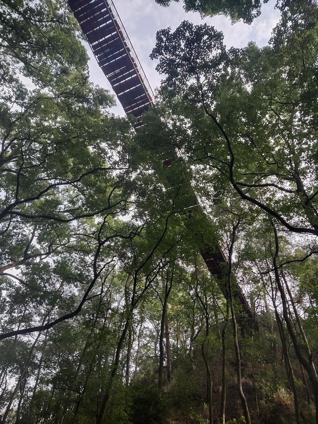 歌乐山森林公园，重庆旅游必去景点（歌乐山国家森林公园）