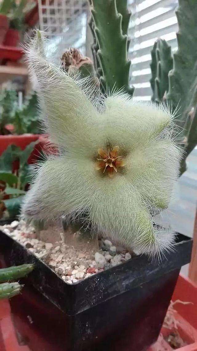 仙人掌开花图片，八种开花勤快的仙人掌植物（40多种罕见的仙人掌开花图）