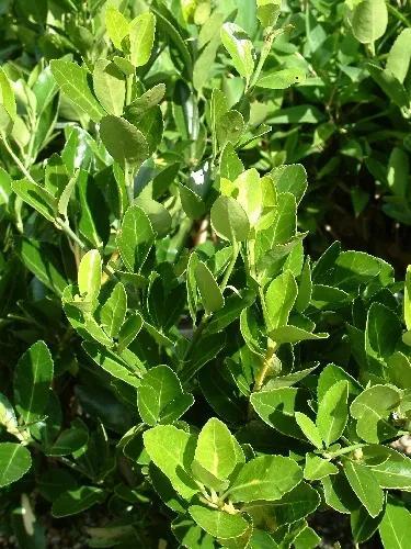 花的种类及花语，花的种类及各自花语（常见植物图鉴，出门识花不求人）