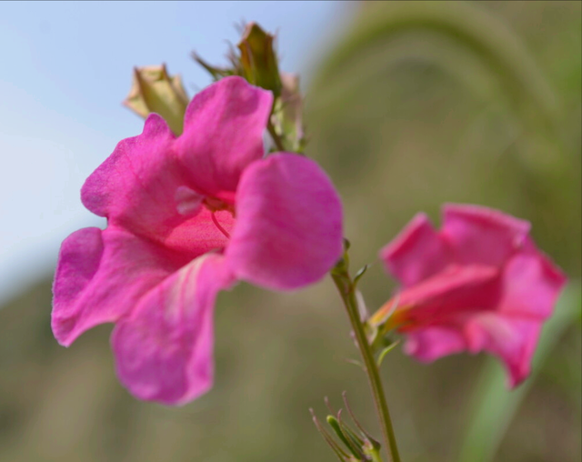 兰花花语心情的句子，兰花开了心情语（一花一世界）