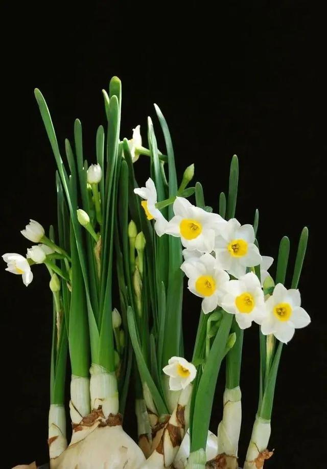 水仙花可以土培吗,水仙可以用土培植吗(中国水仙水培开花后转土培)