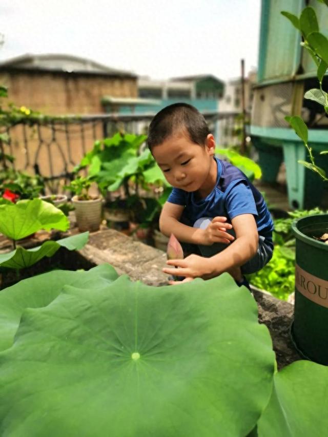 莲蓬子怎么种，阳台种荷花，种莲蓬