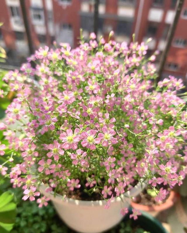 满天星的养殖方法和注意事项，花朵繁多、开成花球、简单美好