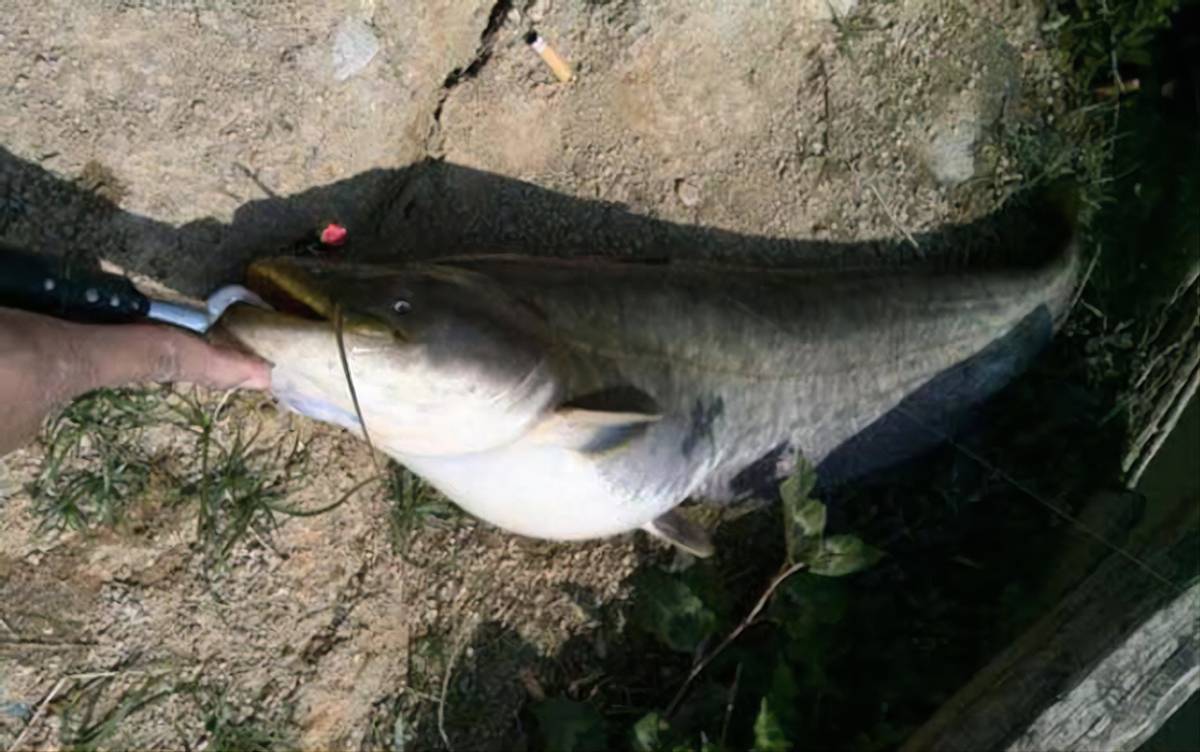 胡子鲶鱼真如传言般脏？揭秘其真实生存环境与食用安全性，打破谣言还原真相
