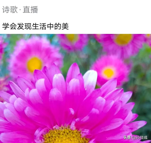 适合拍花发朋友圈的句子，适合拍花发朋友圈的句子苹果花（诗歌 直播 中诗在线）