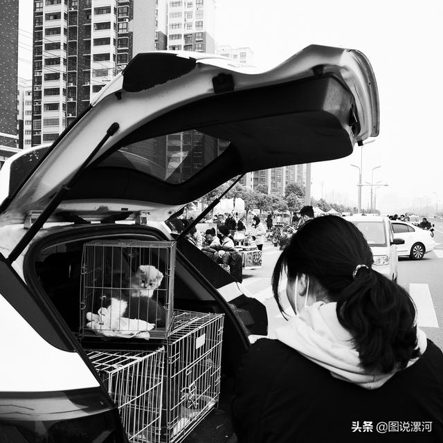 宠物市场在哪里，成都的宠物狗市场在那里呀（漯河宠物市场印象）