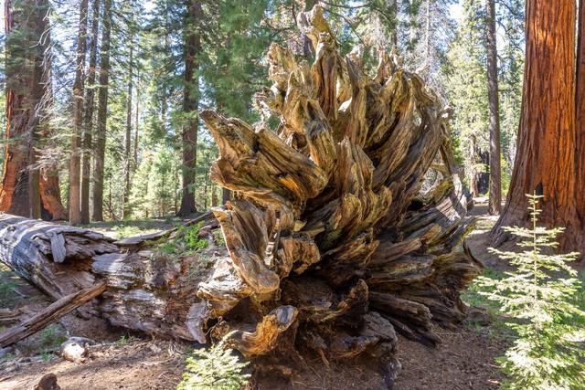 世界上最高的地方，比珠穆朗玛峰还高的山（‖美国加州红杉树‖巨树国家公园）