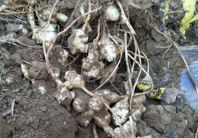 西芹和芹菜的区别，西芹和芹菜的区别图片（10种“省心菜”）