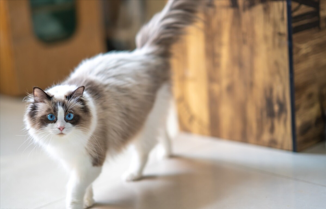 布偶猫的几种性格特征，纯种“布偶猫”的6大特征