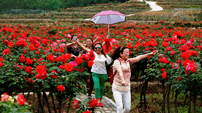 市花和市树是什么，杭州的市树和市花是什么（昆明400亩网红月季花海）
