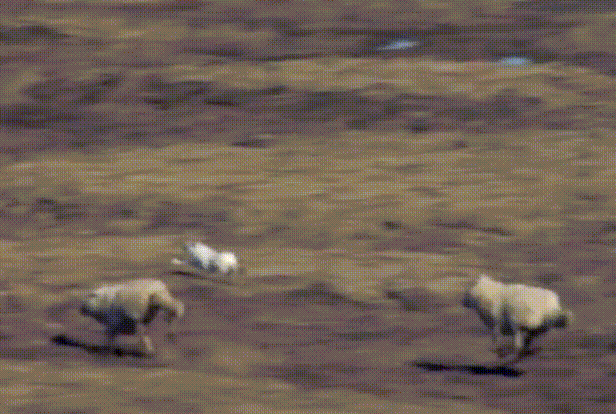 兔子冬眠吗，野生兔子冬眠吗（这只兔子49天跑路388公里）