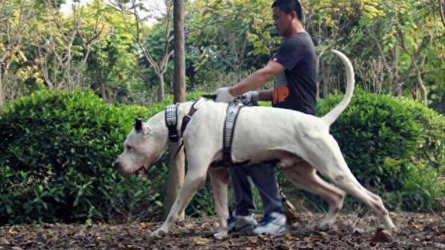 世界上凶猛的十种狗，世界大型猛犬排名