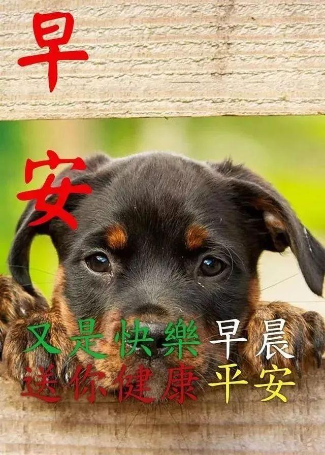 美好祝愿的简短句子，2021美好祝愿的简短句子（微信群清晨慰问朋友的早上好祝福句子）