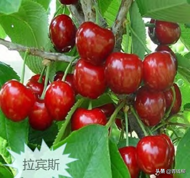 布鲁克斯樱桃种植管理技术，布鲁克斯樱桃几年结果（大樱桃栽培技术及病虫害防治技术要点）