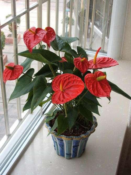 红掌盆栽怎么养，红掌盆栽的养殖方法（养盆“大红掌”）