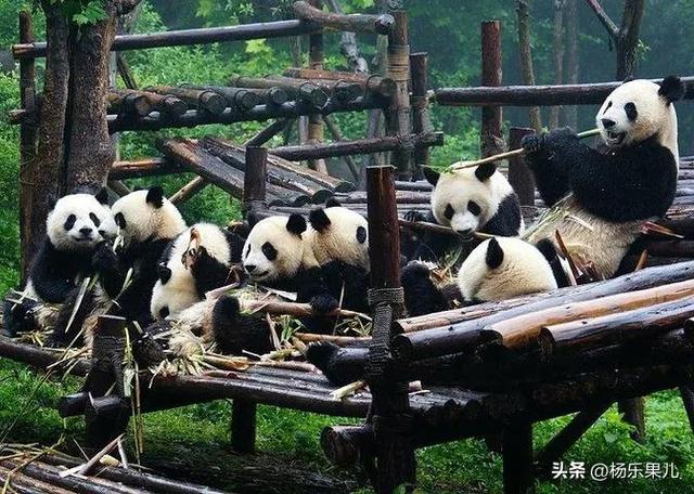 成都必去的9大景点，成都必去的景点（四川-成都十景）