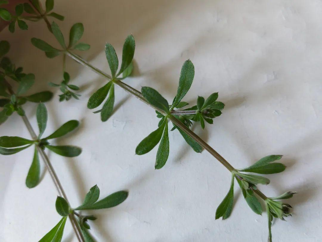 锯锯草功效与作用(猪殃殃) - 行就行