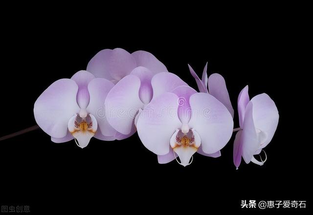 菊花残满地伤下一句是什么，菊花残满地伤的下一句是什么（赞美花中四君子的十二首诗词）