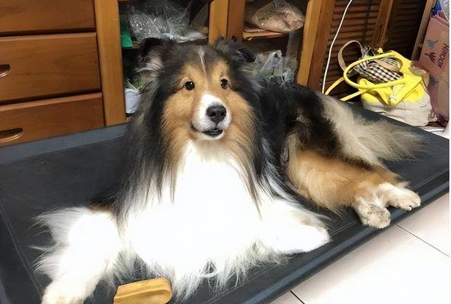 喜乐蒂牧羊犬价格，喜乐蒂牧羊犬的价格（这几点，不是人人都能接受的）