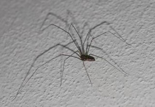 家里常见的蜘蛛品种图片